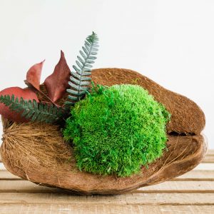 Decoratieve kokosnoot met Bolmos en gestabiliseerde planten