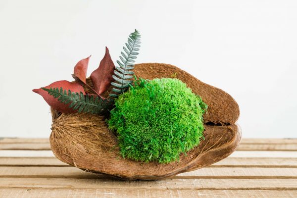 Decoratieve kokosnoot met bolmos en gestabiliseerde planten