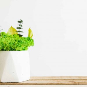 Betonnen vaas met Mos en gestabiliseerde planten