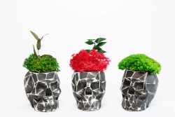 Betonnen vaas in de vorm van een 3d-schedel met korstmos en gestabiliseerde planten