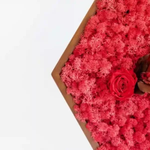 Mosschilderij Hexagon met Rendiermos en Roos