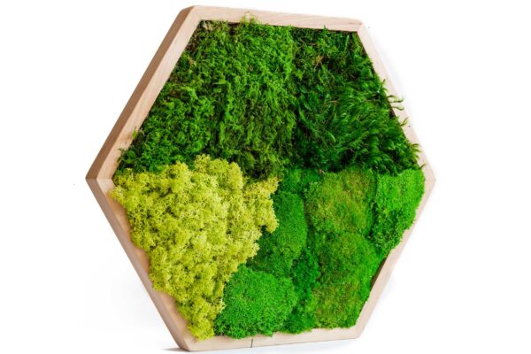 Mosschilderij hexagon met mix van mossen