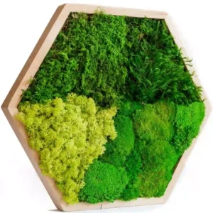 Mosschilderij Hexagon met mix van Mossen