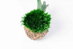 Decoratieve kokosnoot met provence mos