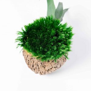 Decoratieve kokosnoot met Provence mos