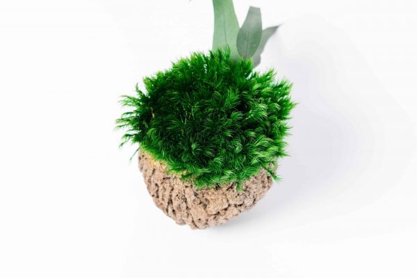 Decoratieve kokosnoot met provence mos