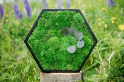 Mosschilderij hexagon met bolmos en planten