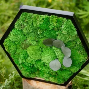 Mosschilderij Hexagon met Bolmos en Bladeren