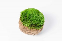 Decoratieve kokosnoot met bolmos