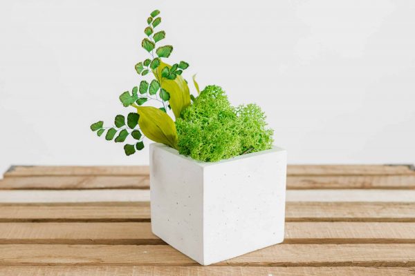 Vierkante betonnen vaas met rendiermos en planten