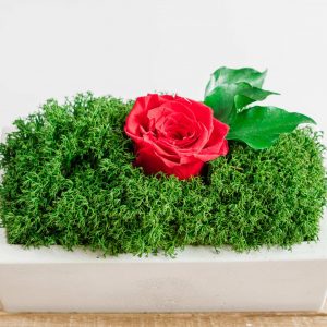 Betonnen vaas met Rendiermos, gestabiliseerde planten en een roos