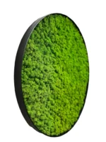 Rond Mosschilderij met Rendiermos