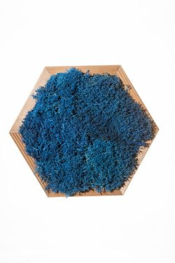 Mosschilderij hexagon met mix mos