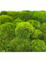 Mosschilderij met Provence Mos