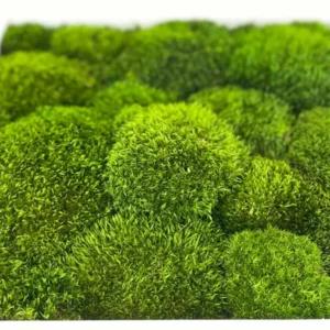 Mosschilderij met Provence Mos