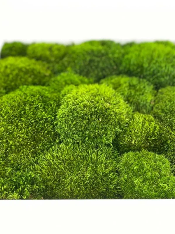Mosschilderij met Provence Mos