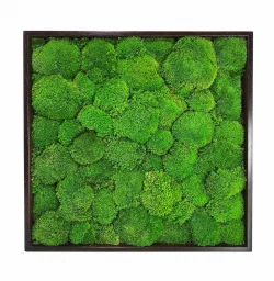 Mosschilderij met bolmos