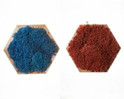 Mosschilderij hexagon met mix mos