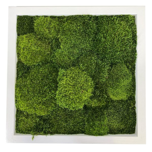 Mosschilderij met provence mos