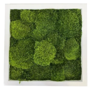 Mosschilderij met Provence Mos