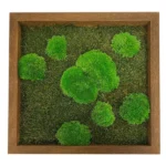 Mosschilderij met Bolmos en Platmos