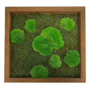 Mosschilderij met Bolmos en Platmos