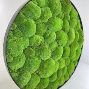 Rond mosschilderij met Bolmos
