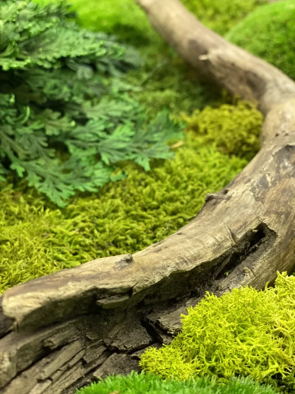 Mosschilderij mix van mos Hout en Planten