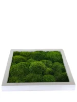 Mosschilderij met Provence Mos