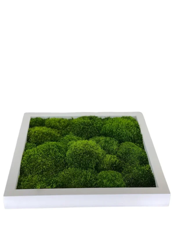 Mosschilderij met Provence Mos