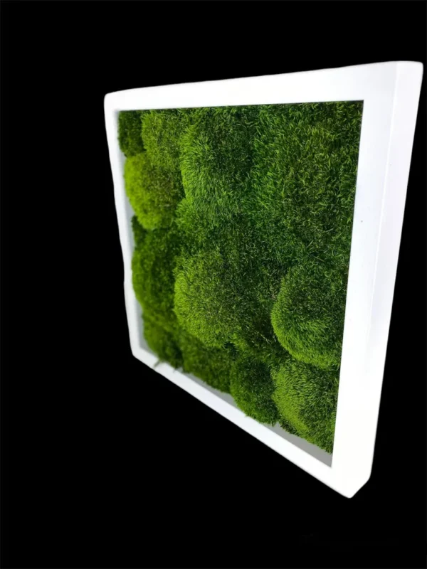 Mosschilderij met Provence Mos