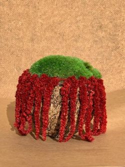 Decoratieve kokosnoot met bolmos en planten