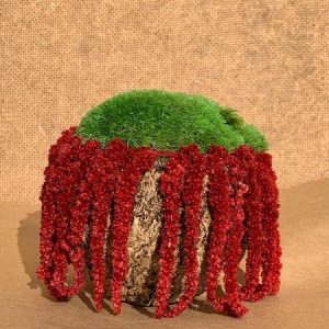 Decoratieve Kokosnoot met Bolmos en Planten