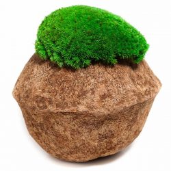 Kokos met bolmos