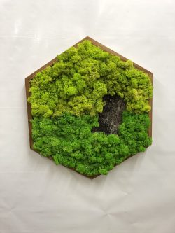 Mosschilderij hexagon met rendiermos en boomschors