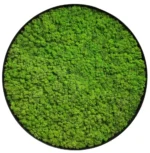 Rond Mosschilderij met Rendiermos
