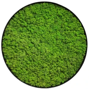 Rond Mosschilderij met Rendiermos