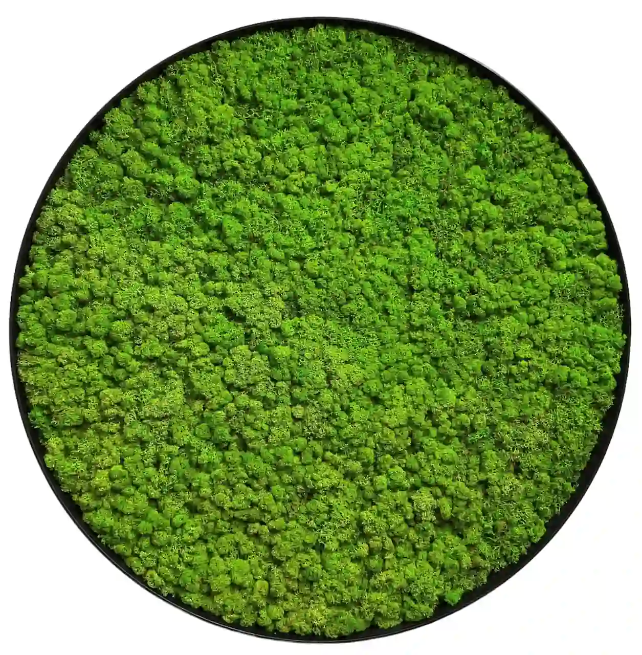 Rond Mosschilderij met Rendiermos