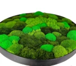Rond Jungle Mosschilderij met Mos en Planten