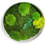 Rond Mosschilderij met Platmos Bolmos Rendiermos en Varen