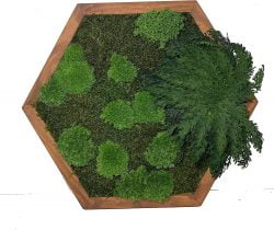 Mosschilderij hexagon met mos en planten