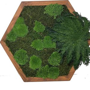 Mosschilderij Hexagon met Mos en Planten