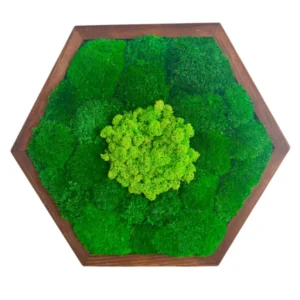 Mosschilderij Hexagon met mix Mos