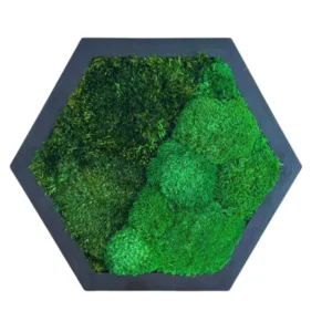 Mosschilderij Hexagon met Bolmos en Provence Mos