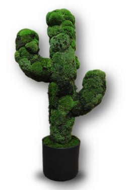 Decoratieve cactus van bolmos in een pot
