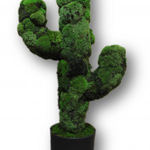 Decoratieve cactus van Bolmos in een pot
