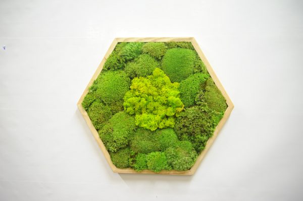 Mosschilderij hexagon met mix mos