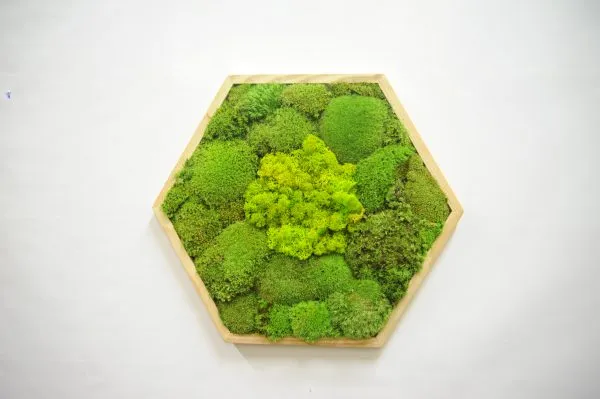 Mosschilderij hexagon met mix mos