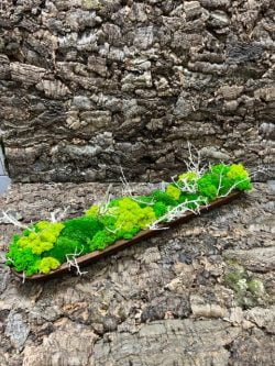 Lange houten schaal met rendiermos bolmos en planten 75x15x20 cm