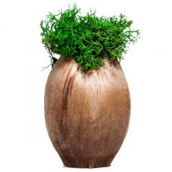 Decoratieve kokosnoot met mos